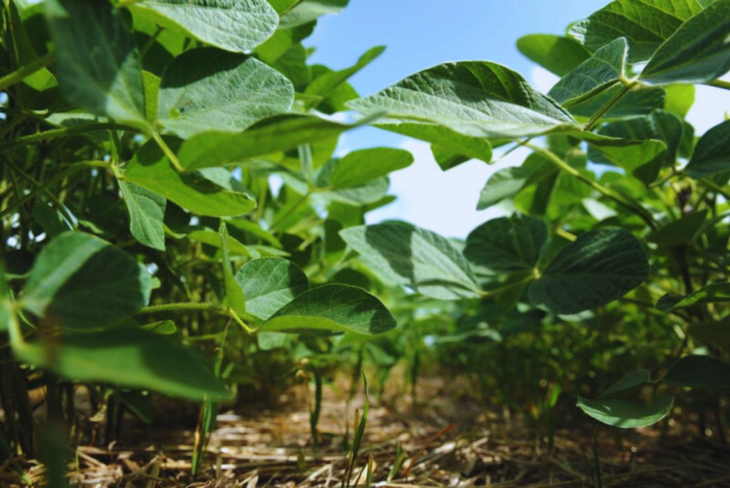 Las lluvias registradas aumentaron el contenido de agua en el suelo. Foto INTA Las lluvias registradas aumentaron el contenido de agua en el suelo. Foto INTA