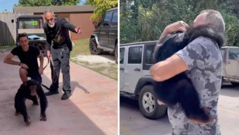 Viral: conmovedor reencuentro de un chimpancé y sus cuidadores