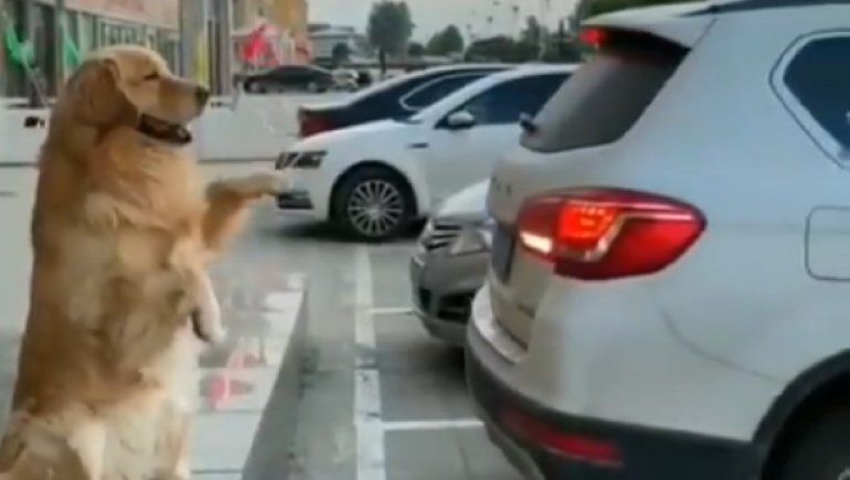 Twitter: Este perrito es viral porque ayuda a estacionar