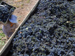 Las estimaciones del Instituto Nacional de Vitivinicultura suelen tomarse como referencia. Las estimaciones del Instituto Nacional de Vitivinicultura suelen tomarse como referencia.