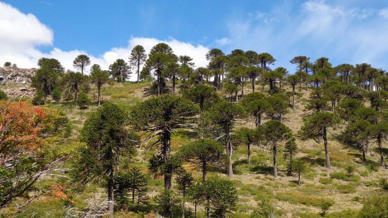 Alambrarán 750 hectáreas de bosques en Copahue