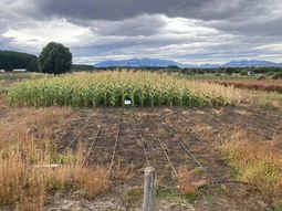 Híbridos desarrollados para climas extremos ya permiten cosechar grano en regiones donde antes era inviable. Híbridos desarrollados para climas extremos ya permiten cosechar grano en regiones donde antes era inviable.
