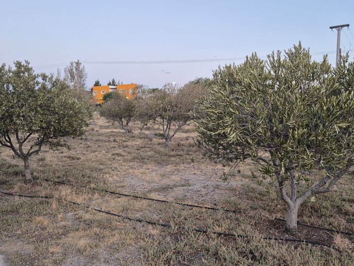 Sin agua suficiente, los olivos sobreviven, pero la producción dejó de ser viable a escala comercial.
