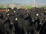 Los stocks vacunos muestran sensibles bajas en países productores clave para el negocio ganadero.