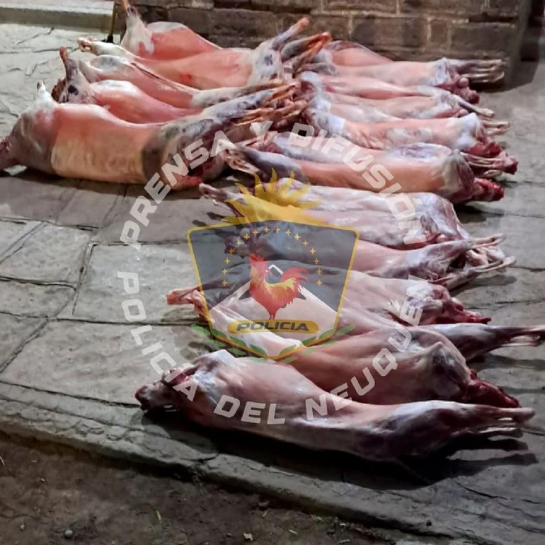 La carne era transportada de manera ilegal. La carne era transportada de manera ilegal.