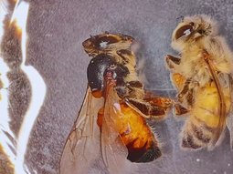 Mortalidad cae del 90% al 30%: el futuro de las colmenas se escribe en Argentina con RNAi. Foto: INTA Mortalidad cae del 90% al 30%: el futuro de las colmenas se escribe en Argentina con RNAi. Foto: INTA