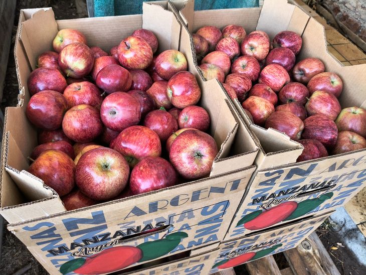 Productores de Plottier, Centenario y Vista Alegre abastecer&aacute;n a estudiantes de todo el sistema educativo provincial.