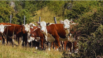 La gira propuso cuatro días intensos de recorridas técnicas por establecimientos emblemáticos de la región. | LM Neuquen La gira propuso cuatro días intensos de recorridas técnicas por establecimientos emblemáticos de la región.