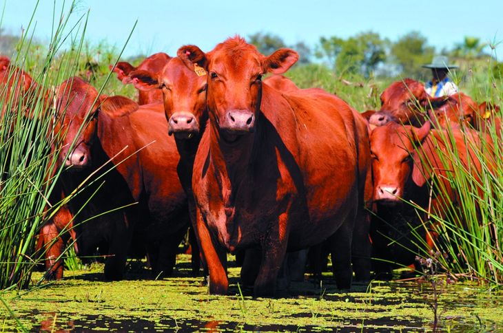 El peso promedio de la res faenada ascendió a 231 kilos, por encima de la media de los últimos tres años. Dato alentador. El peso promedio de la res faenada ascendió a 231 kilos, por encima de la media de los últimos tres años. Dato alentador.