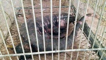 extrana aparicion: abrieron la puerta de su casa y se les metio un lagarto extrana aparicion: abrieron la puerta de su casa y se les metio un lagarto