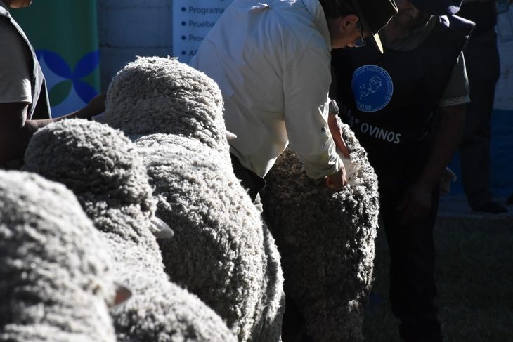 Genética de exportación: Argentina compite al máximo nivel con Australia y Sudáfrica en calidad. Genética de exportación: Argentina compite al máximo nivel con Australia y Sudáfrica en calidad.