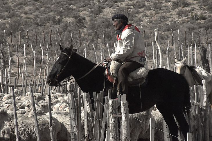 El impacto económico del predador: La muerte de una oveja preñada representa una pérdida de 200.000 pesos, un golpe directo al sustento del criancero. Foto: Fabricio González. El impacto económico del predador: La muerte de una oveja preñada representa una pérdida de 200.000 pesos, un golpe directo al sustento del criancero. Foto: Fabricio González.