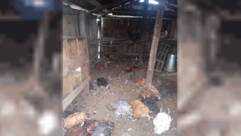 El gallinero de la Escuela 113 de Chubut