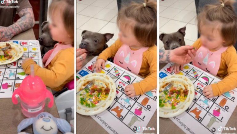 TikTok: niña evita comer hasta que su perro pruebe sus alimentos.