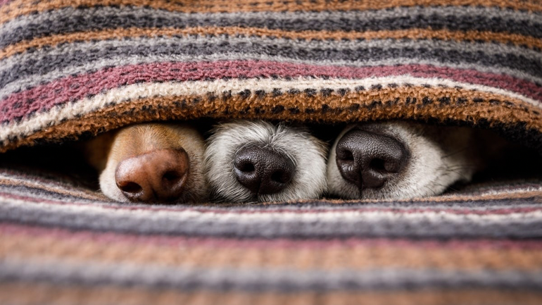 ¿Hay que abrigar a los perros en los días más fríos del año?
