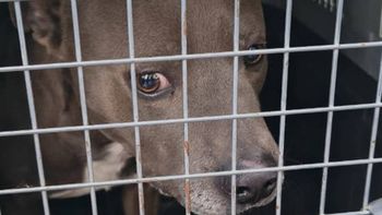 rescataron un pitbull tras una denuncia por crueldad y maltrato animal rescataron un pitbull tras una denuncia por crueldad y maltrato animal