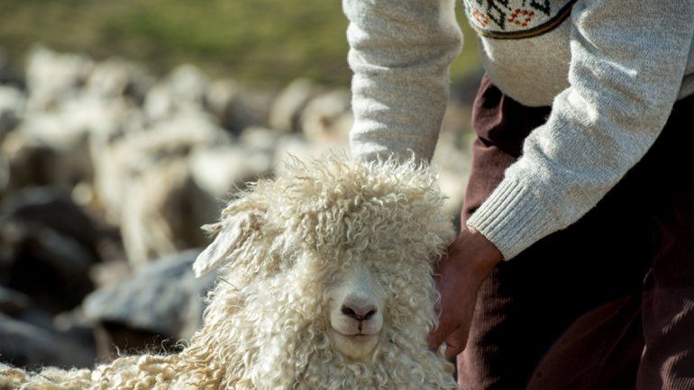 Crianceros locales salen a pelearle al fast fashion