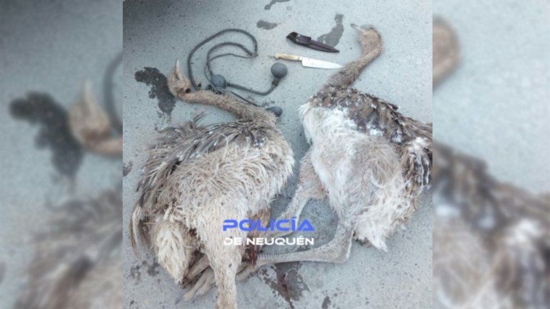 Atraparon a cuatro jóvenes cazando ñandúes en Zapala