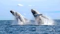 Transmisión en vivo: cómo y cuándo ver el streaming con la llegada de las ballenas a Chubut.
