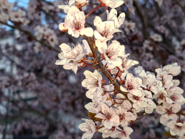 La fruta de carozo es la que más expuesta se encuentra a las bajas temperaturas. La fruta de carozo es la que más expuesta se encuentra a las bajas temperaturas.