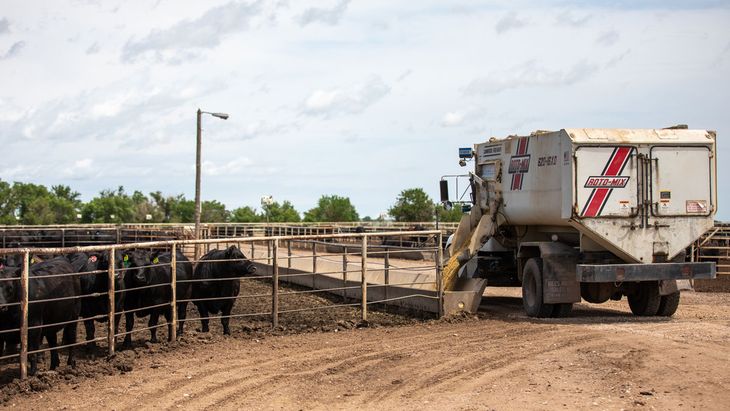 Vacas alimentadas con camiones volquete, una de las postales de la megaproducción de Kansas.