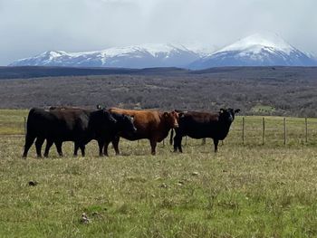 La provincia registró un récord en cantidad de animales y mejoró sus índices reproductivos, aun en medio de un escenario climático adverso.