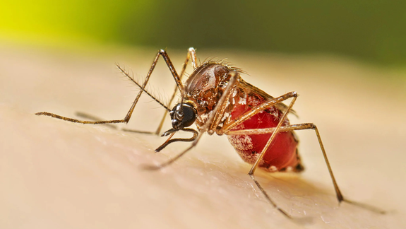 Todas las miradas atentas al dengue.