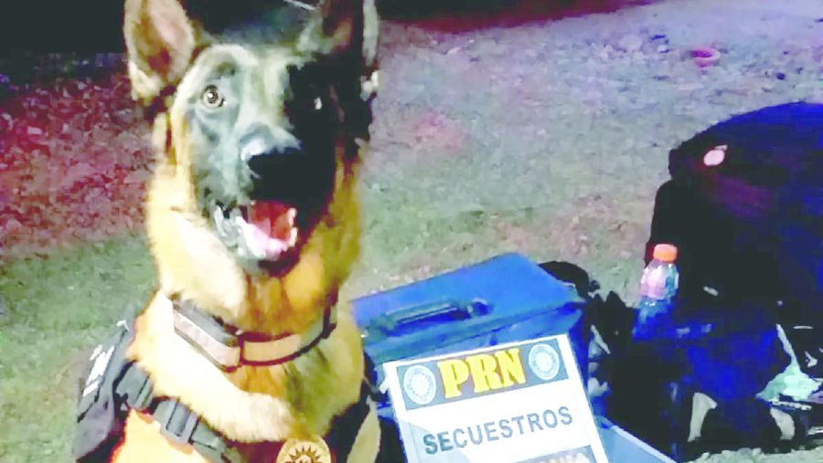 El infalible Máximo le puso fin a los viajes a la región con drogas del narco oriundo de Paraguay.