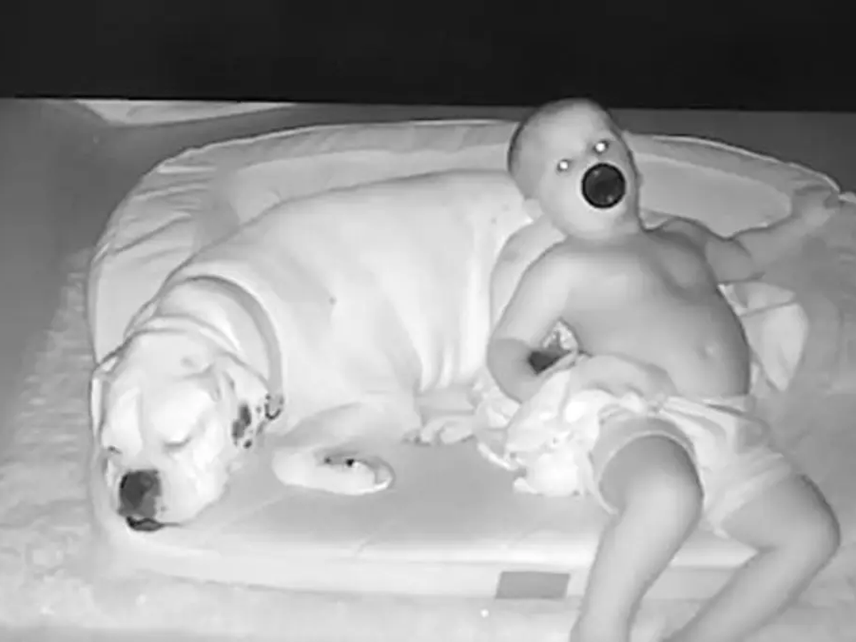 Estados Unidos Tierno Video De Un Bebe Y Su Perro Se Hace Viral