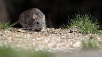 chubut: citan a psicologos por el terror al hantavirus chubut: citan a psicologos por el terror al hantavirus