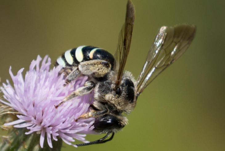 Las abejas que cambiaron el destino de un desierto: el modelo de Nevada que revolucion&oacute; la producci&oacute;n de semillas