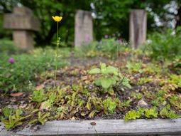 debate sobre bichos: ¿las ciudades pueden salvar a los insectos del campo? debate sobre bichos: ¿las ciudades pueden salvar a los insectos del campo?