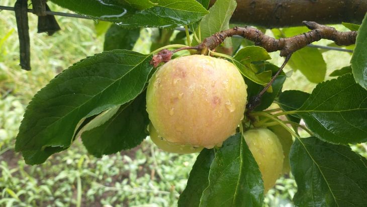 En zonas de Roca, el granizo causó pequeños daños. En zonas de Roca, el granizo causó pequeños daños.