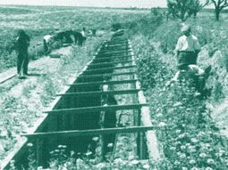 la hazana olvidada del siglo xx: como cultivaron frutas tropicales a -30°c en el invierno ruso la hazana olvidada del siglo xx: como cultivaron frutas tropicales a -30°c en el invierno ruso