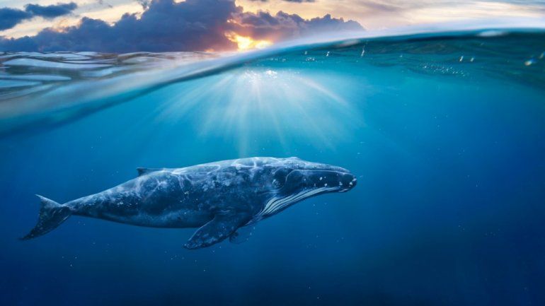 Covid-19: las ballenas han salido ganando con la pandemia