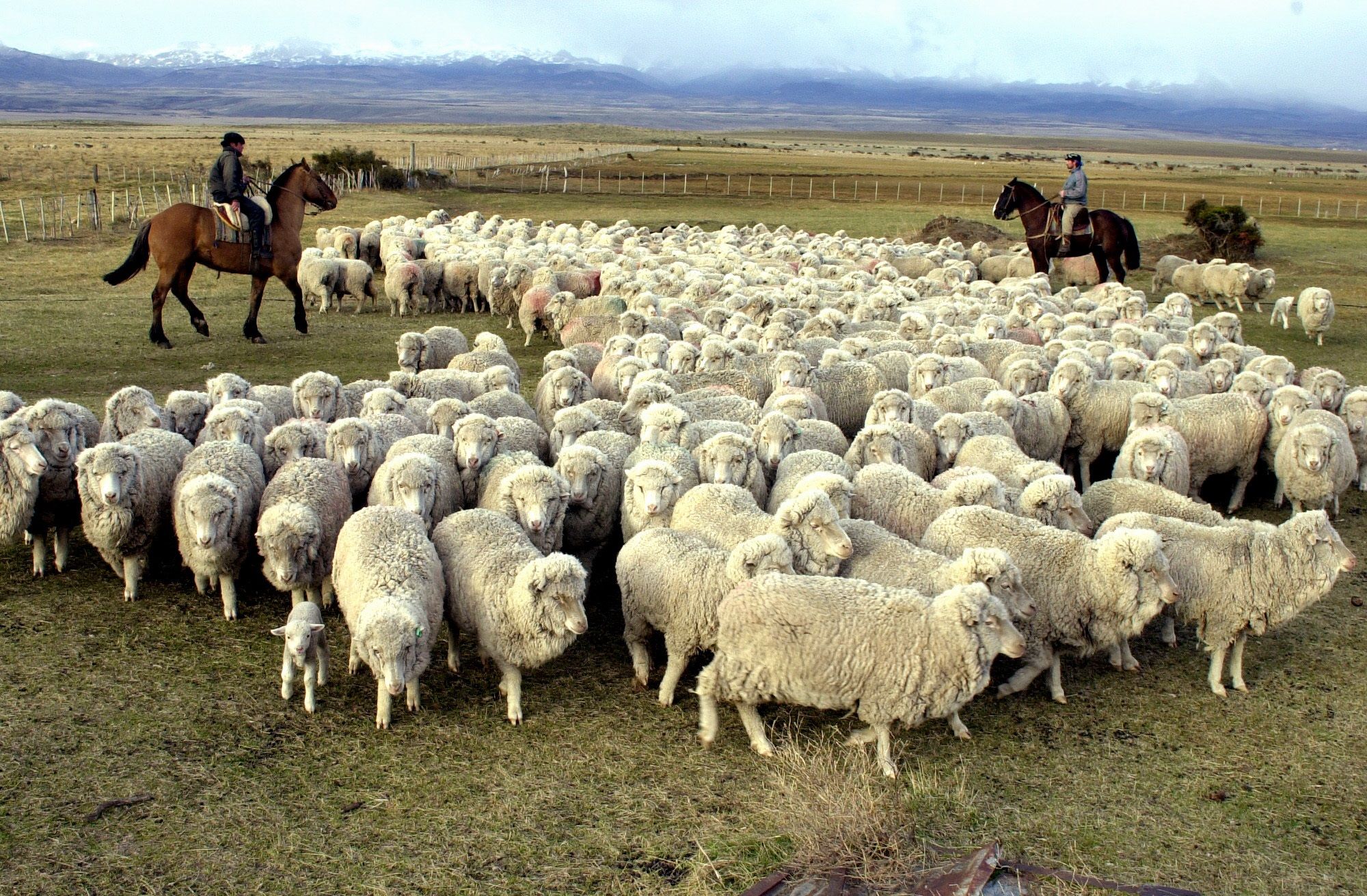 Los frigoríficos de la Patagonia aducen que las exportaciones de carne ovina quedarían afectadas con la flexibilización de la barrera.