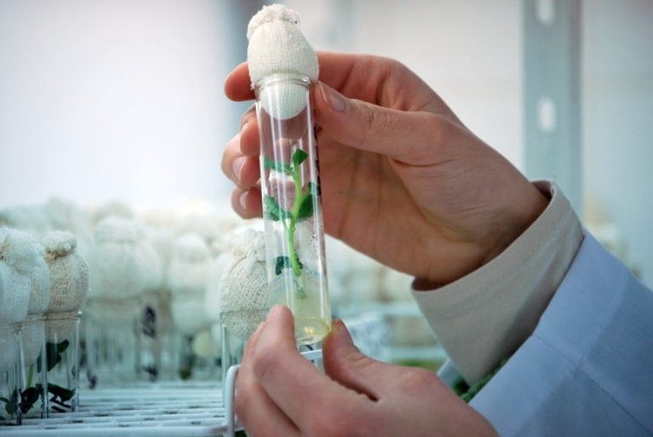 Argentina y Estados Unidos son países que utilizan OGM. Argentina y Estados Unidos son países que utilizan OGM. 