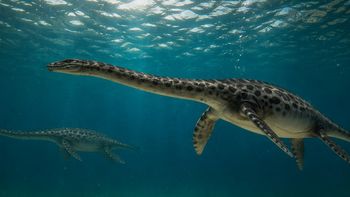 El fósil de un monstruo marino de hace 66 millones de años sorprende a la ciencia desde la Patagonia. El fósil de un monstruo marino de hace 66 millones de años sorprende a la ciencia desde la Patagonia.