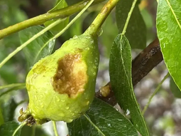La Federación de Productores de Frutas de Río Negro y Neuquén exigió políticas públicas para mayor acceso a la malla antigranizo. La Federación de Productores de Frutas de Río Negro y Neuquén exigió políticas públicas para mayor acceso a la malla antigranizo.