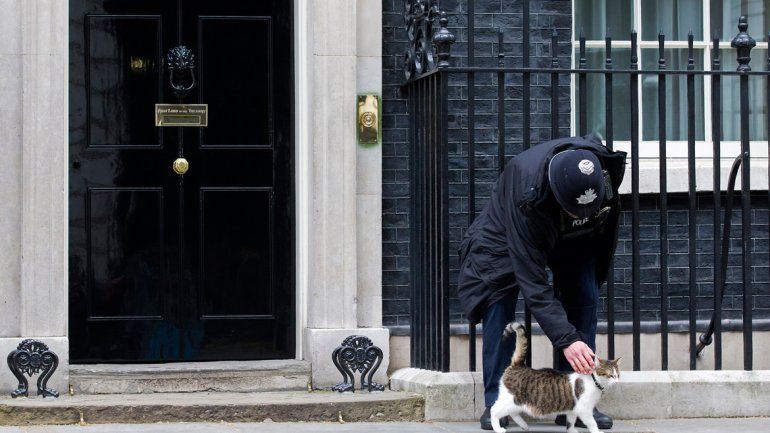 El gato Larry trabaja para el gobierno británico desde el 2011. Su eficacia y carisma lo convirtieron en emblema.