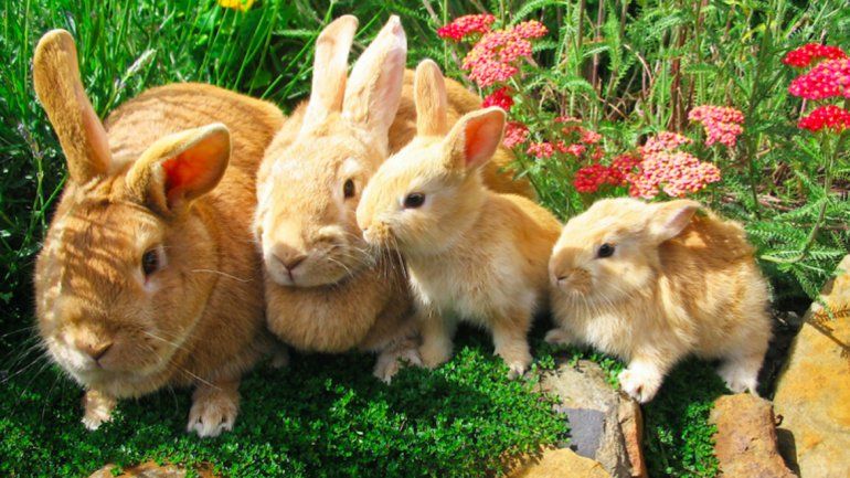 Con una llamativa campaña