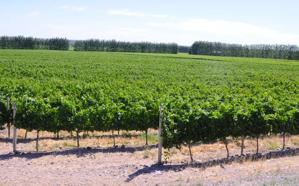 Hay 27 bodegas en Neuquén y 49 en Río Negro,