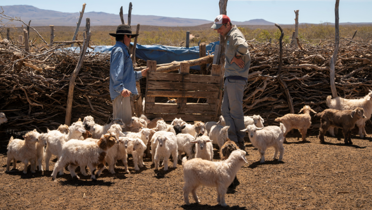 El desarrollo cronológico inicia con la lactancia desde el nacimiento hasta los 45 días. Foto: WCS El desarrollo cronológico inicia con la lactancia desde el nacimiento hasta los 45 días. Foto: WCS