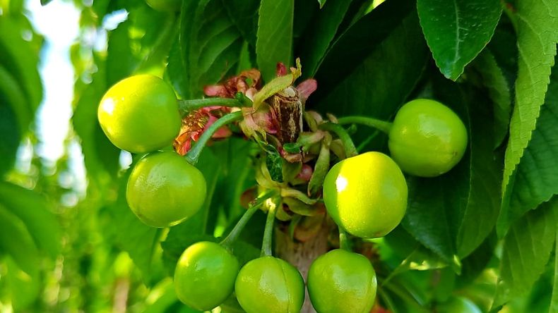 Cerezas: Chile deja una importante ventana comercial en China