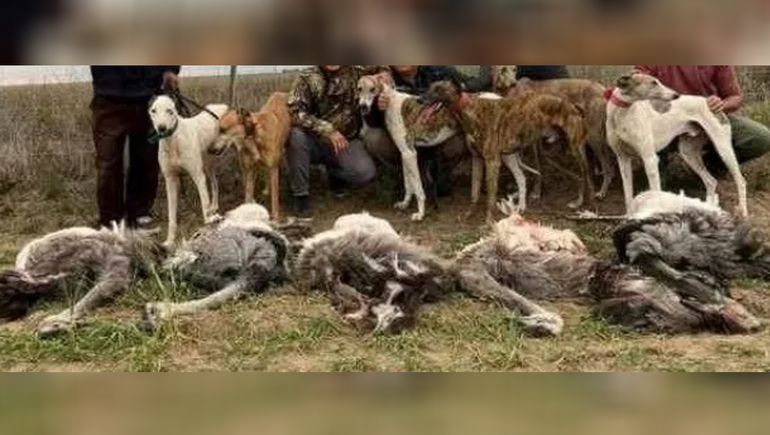 Indignante: se mostraron en las redes, rodeados de choiques muertos