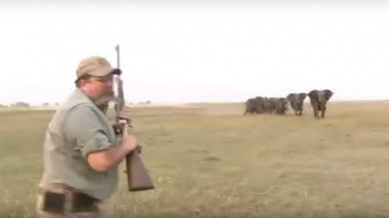 Manada de elefantes busca venganza de los cazadores de su líder