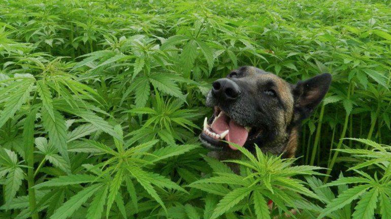 En Estados Unidos ya le dan cannabis a las mascotas