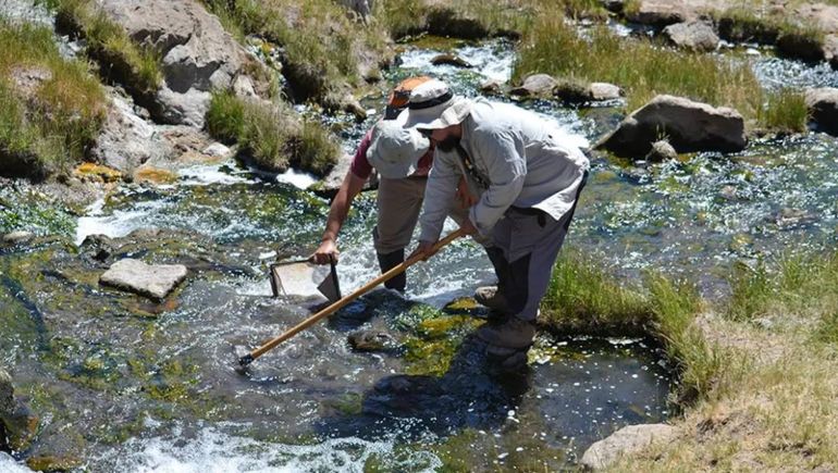 Descubren una nueva especie de crustáceo en aguas termales del Domuyo