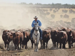 Nuevas expctativas para el sector ganadero argentino tras las elecciones. Nuevas expctativas para el sector ganadero argentino tras las elecciones.