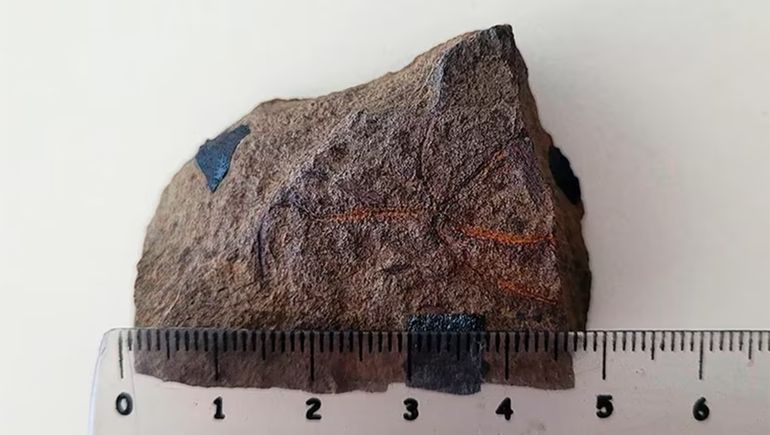 Descubren en Neuquén el fósil de una estrella frágil de hace 193 millones de años